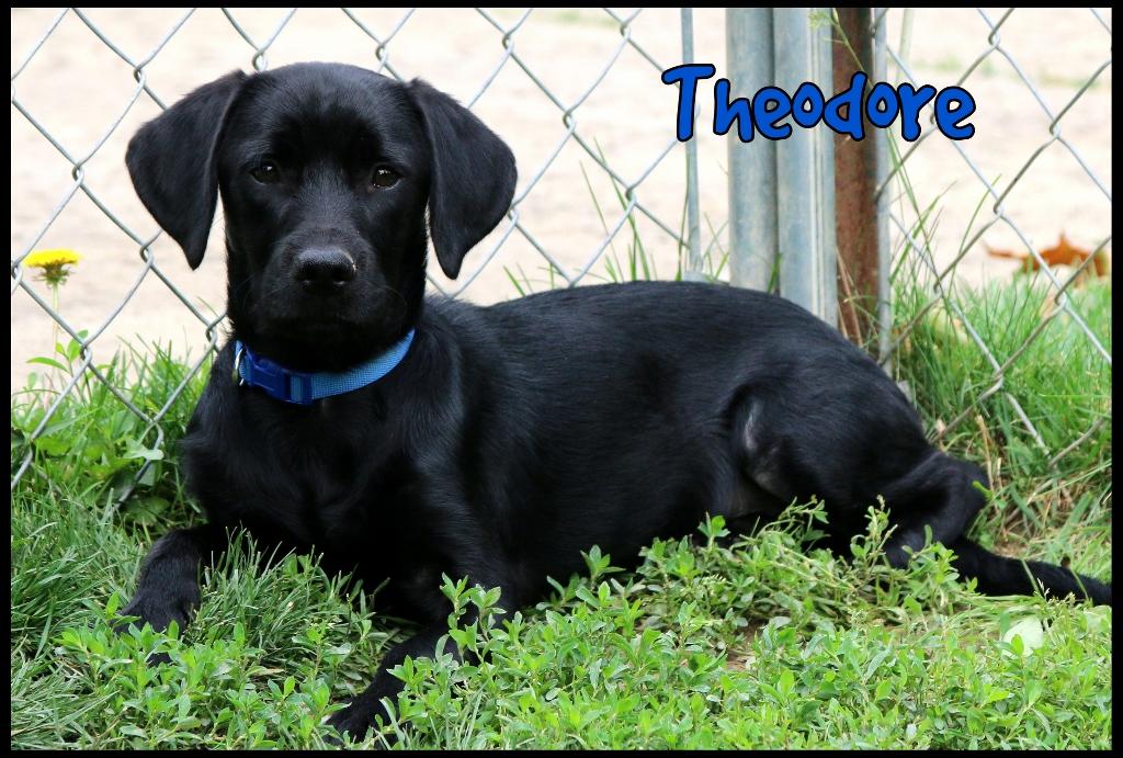 Theodore, a ADOPTABLE mixed breed in Shippenville, PA image 5/6