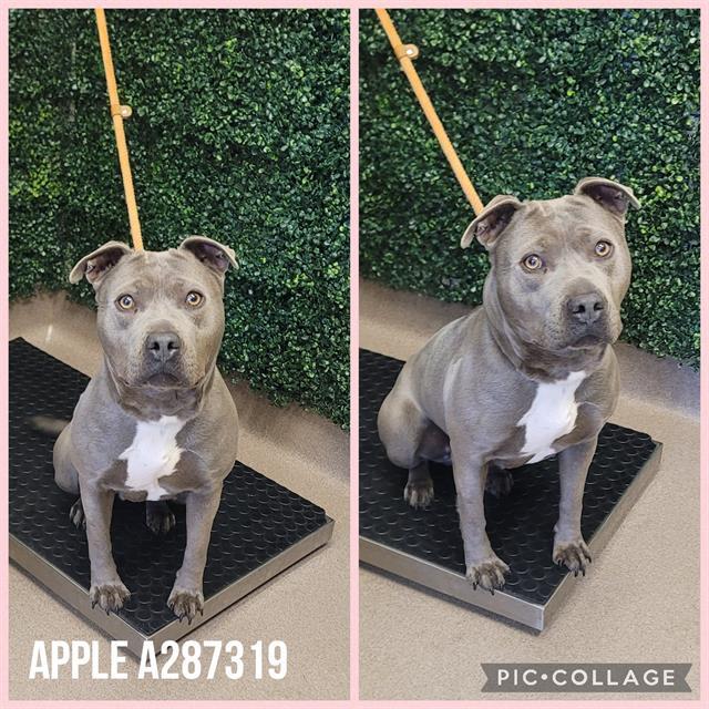 APPLE, Adoptable, Young Female Mixed Breed.