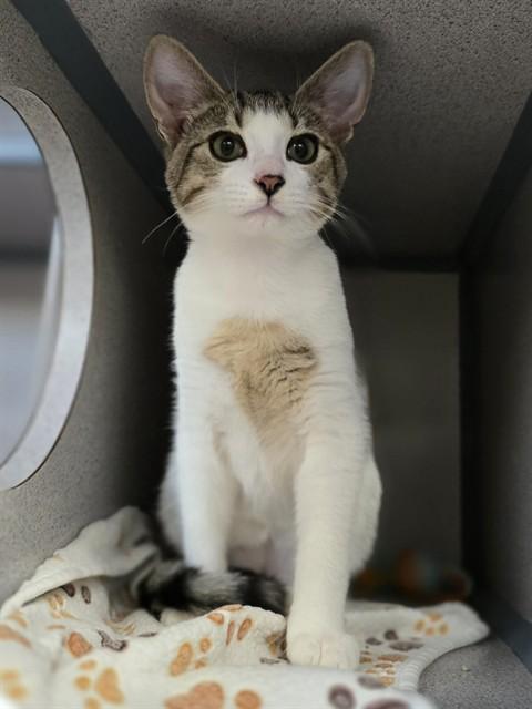 JAKE, Adoptable, Young Male Domestic Short Hair.