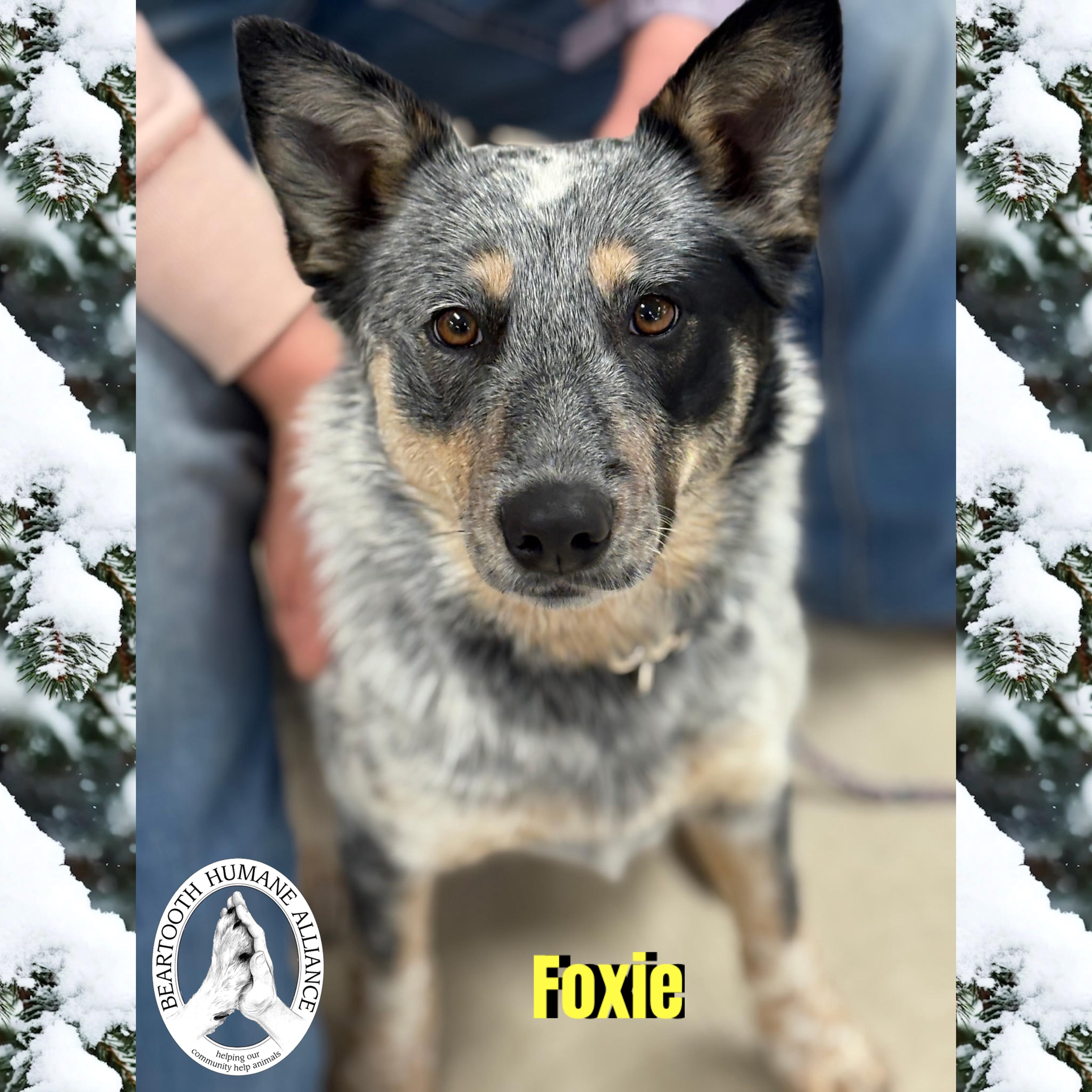 Foxie, ADOPTABLE, Young Female Border Collie & Cattle Dog.