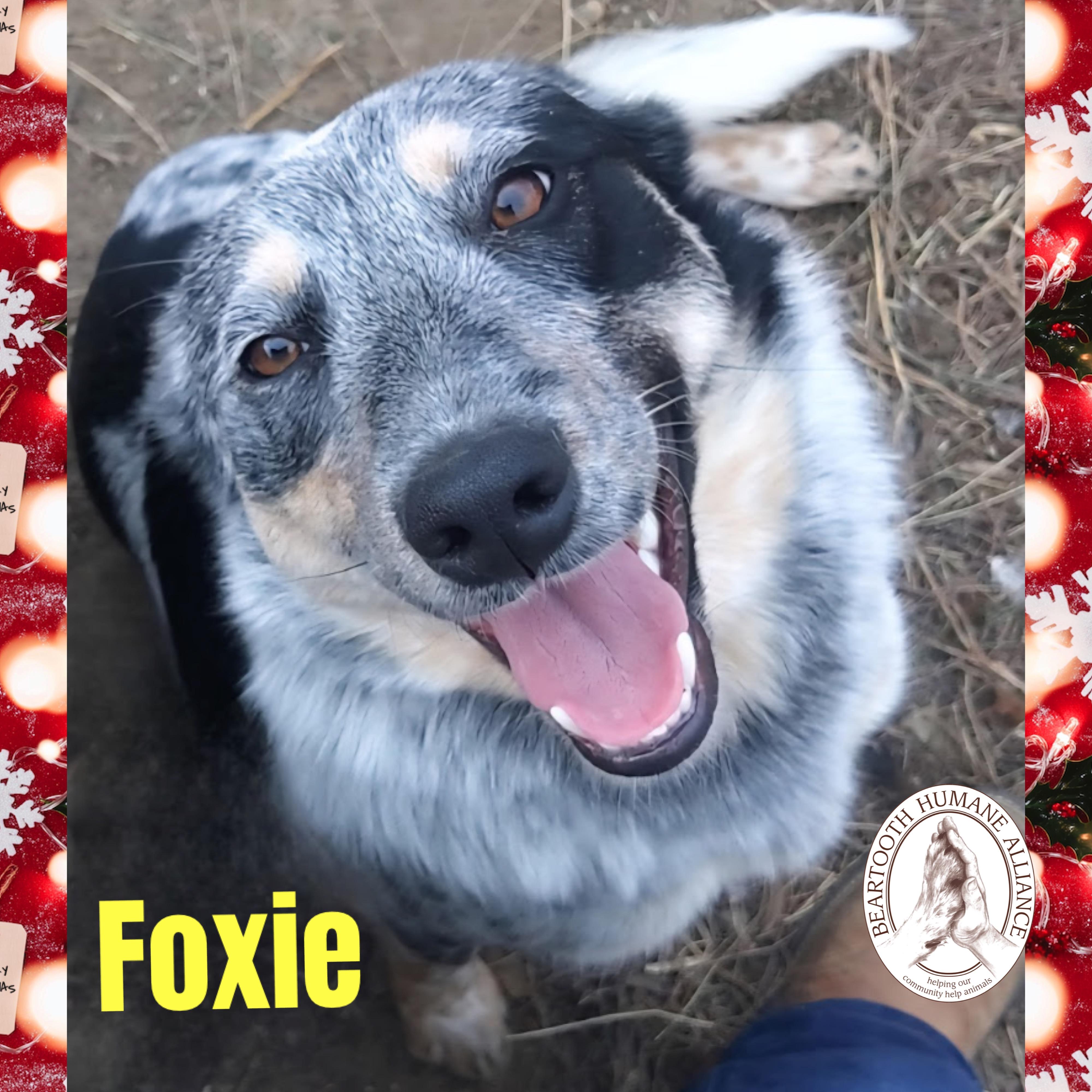 Foxie, ADOPTABLE, Young Female Border Collie & Cattle Dog.