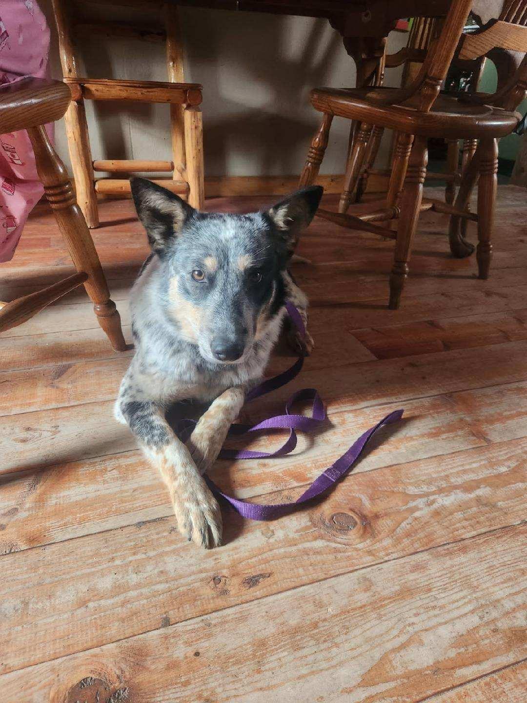 Enlarge Foxie, a ADOPTABLE mixed breed in Red Lodge, MT image 2/2