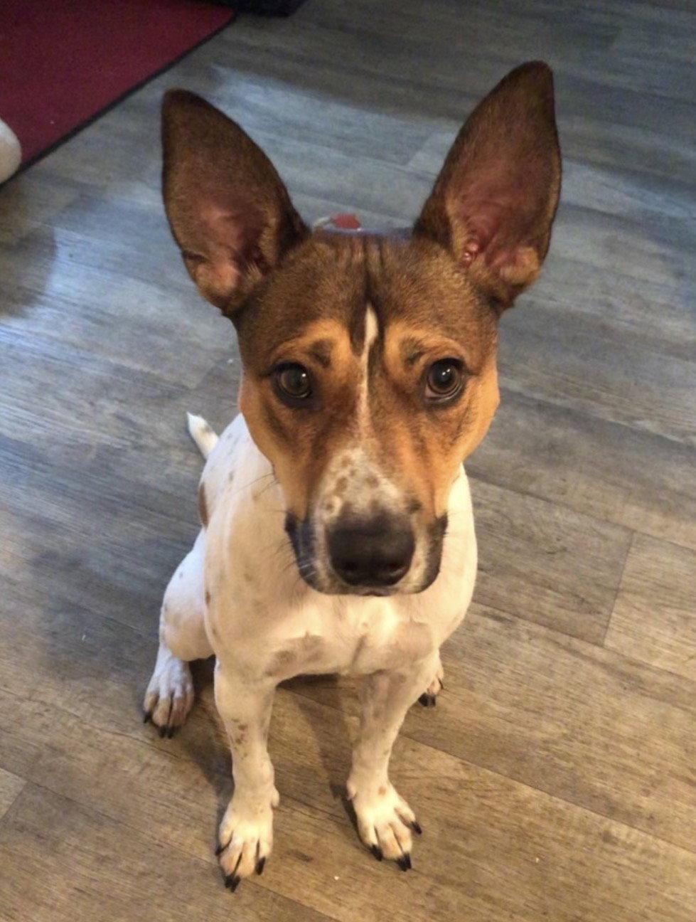 Pogo {COMING SOON}, Adoptable, Adult Male Jack Russell Terrier & Rat Terrier.