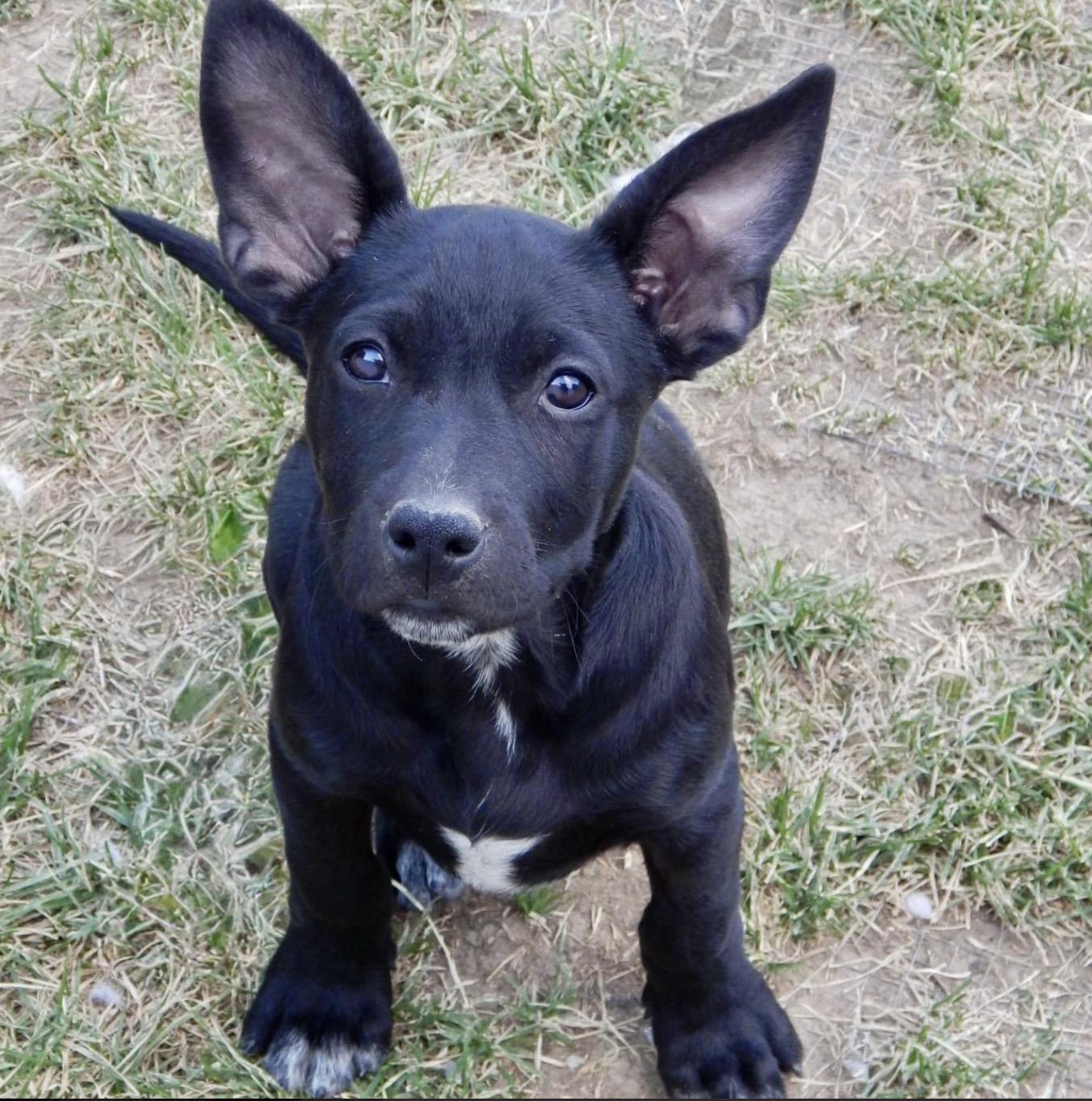 Nora, ADOPTABLE, Puppy Female Pit Bull Terrier & German Shepherd Dog.