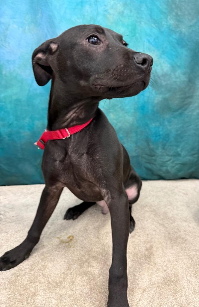 Inkspot, Adoptable, Puppy Male Mixed Breed.