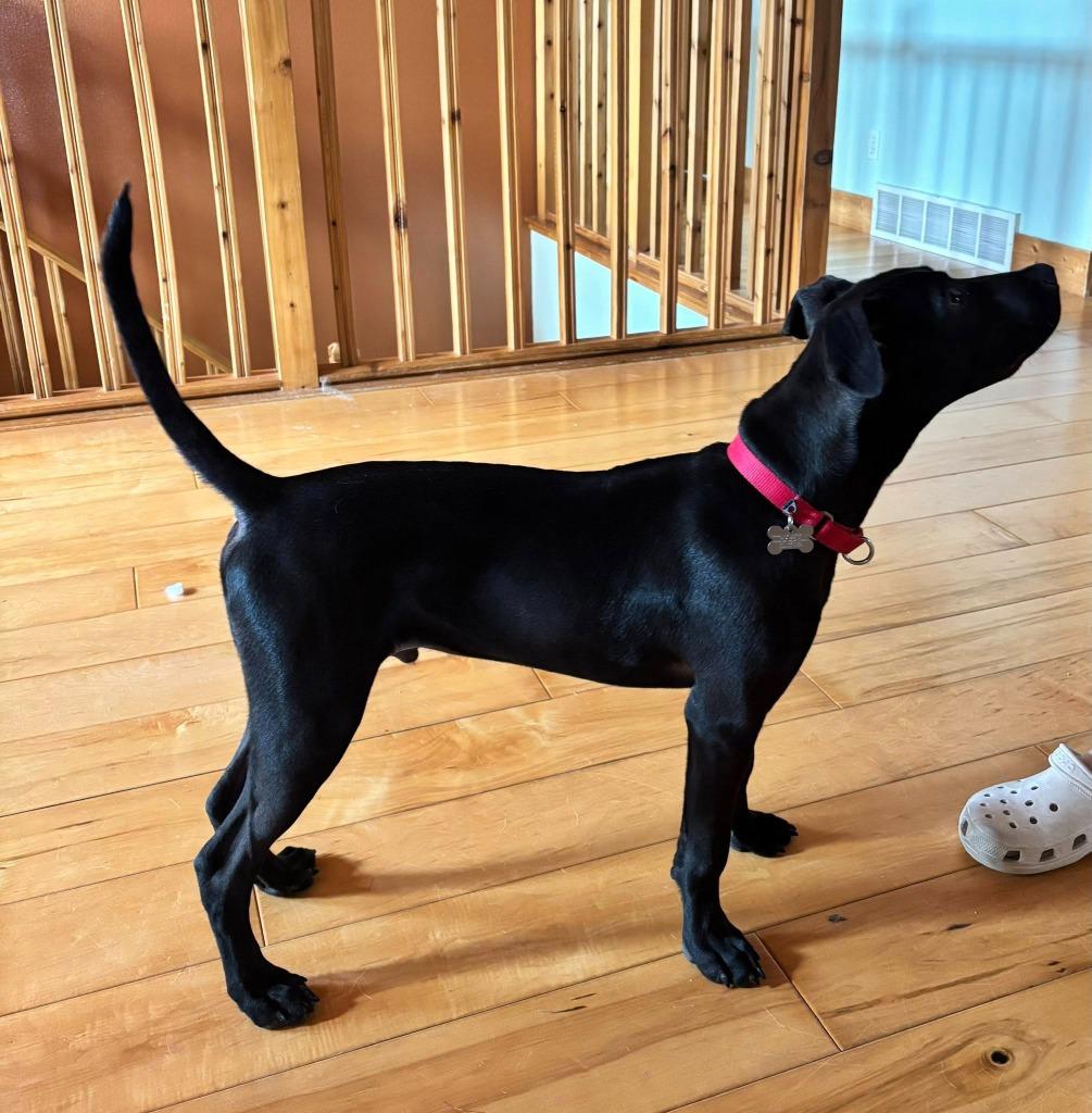 Enlarge Inkspot, a Adoptable mixed breed in Fond Du Lac, WI image 1/5