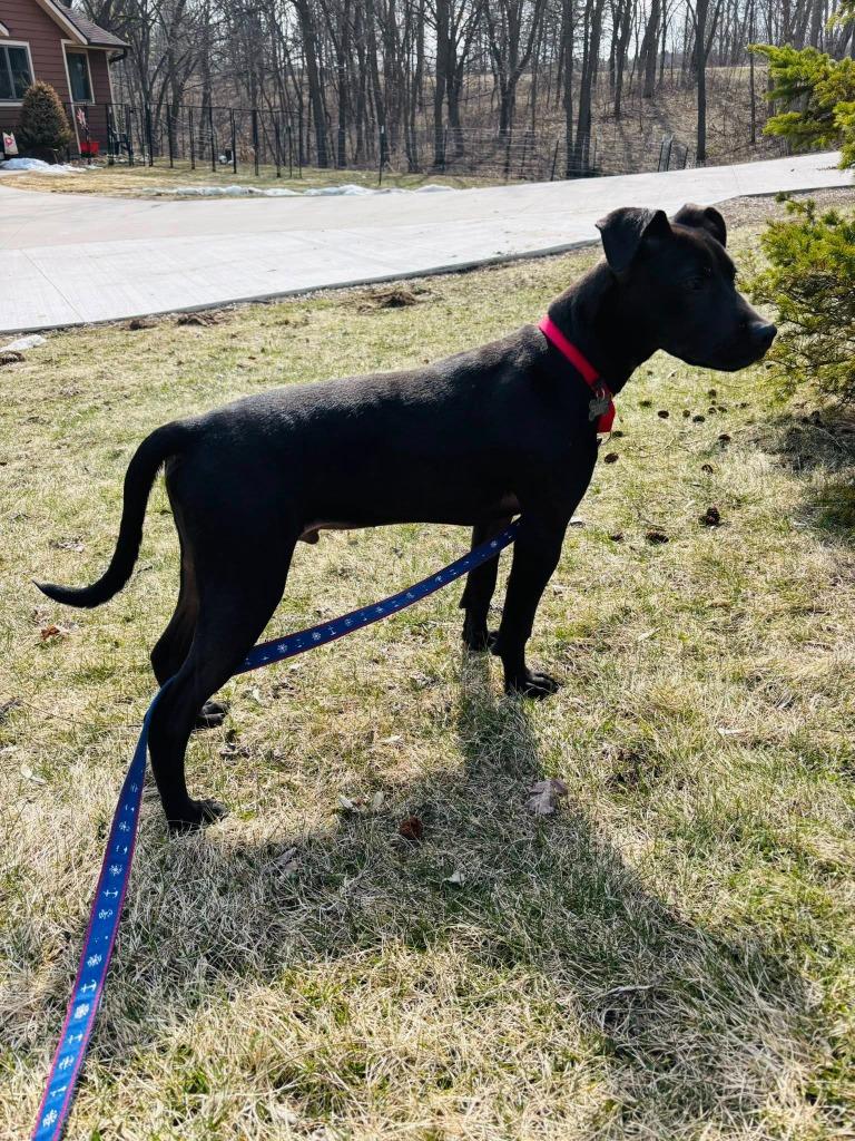 Enlarge Inkspot, a Adoptable mixed breed in Fond Du Lac, WI image 2/5