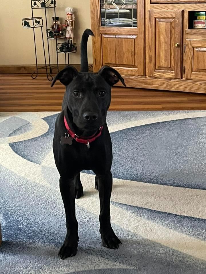 Enlarge Inkspot, a Adoptable mixed breed in Fond Du Lac, WI image 3/5