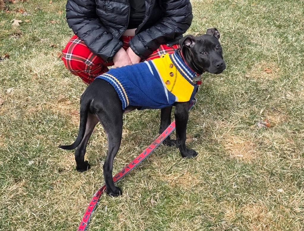 Enlarge Inkspot, a Adoptable mixed breed in Fond Du Lac, WI image 2/6