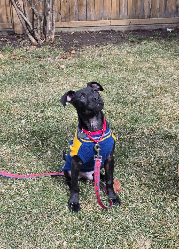 Enlarge Inkspot, a Adoptable mixed breed in Fond Du Lac, WI image 3/6