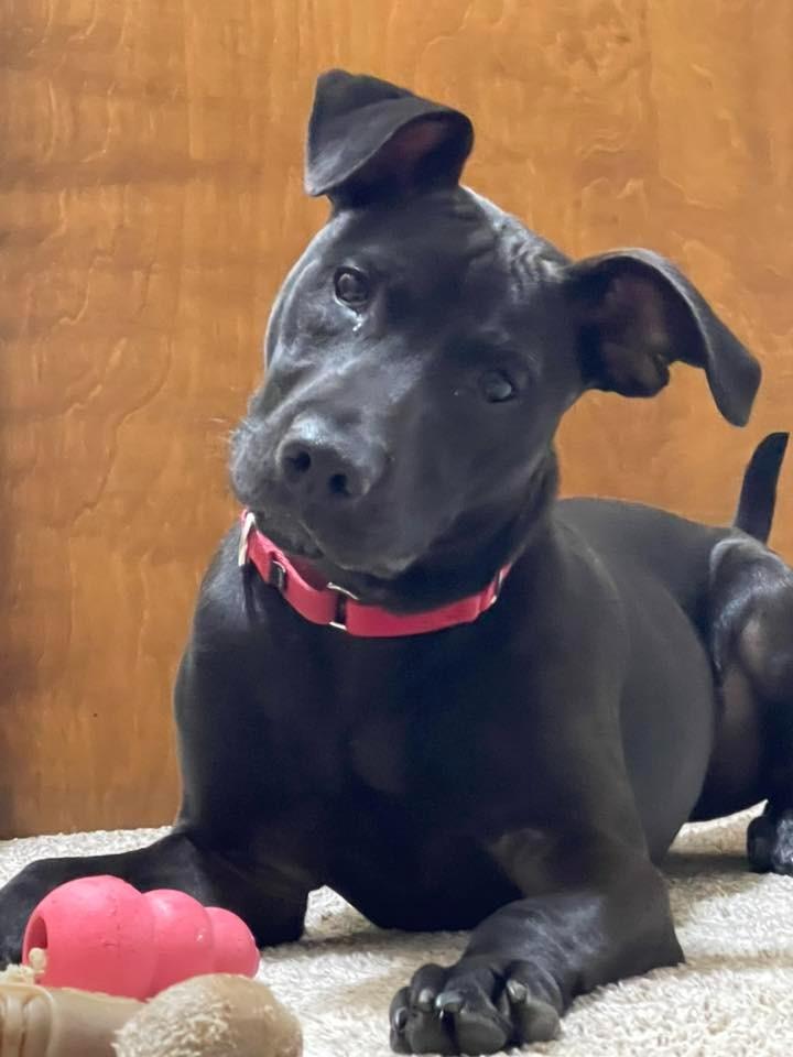 Enlarge Inkspot, a Adoptable mixed breed in Fond Du Lac, WI image 4/5