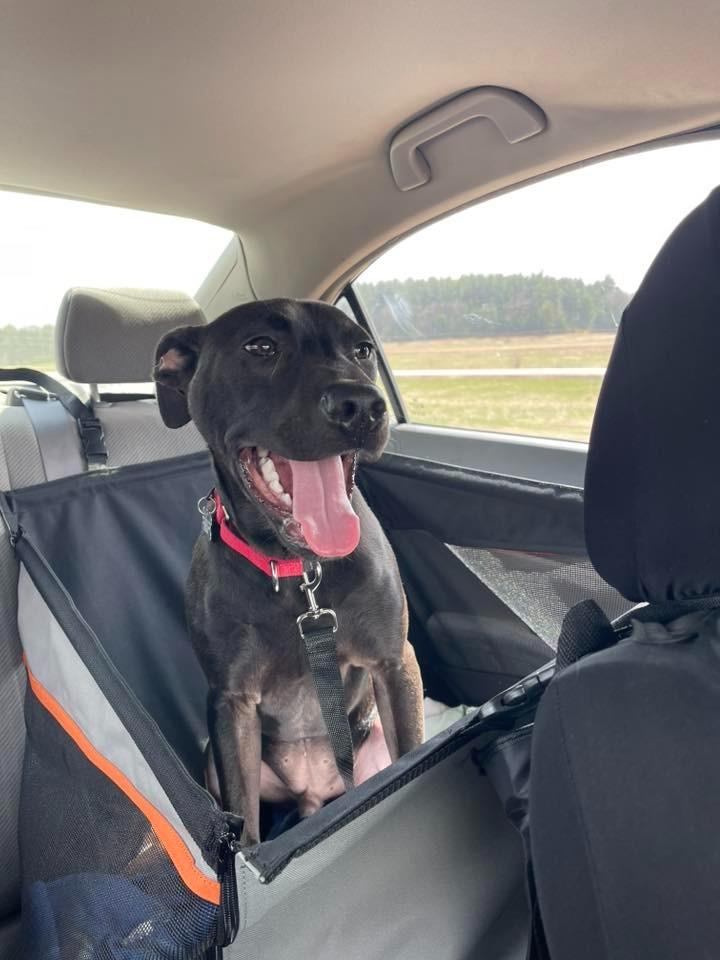 Enlarge Inkspot, a Adoptable mixed breed in Fond Du Lac, WI image 5/5