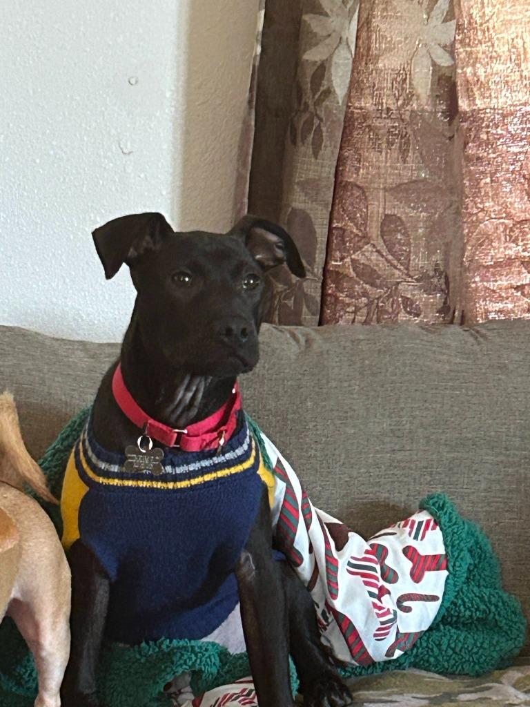 Enlarge Inkspot, a Adoptable mixed breed in Fond Du Lac, WI image 4/6