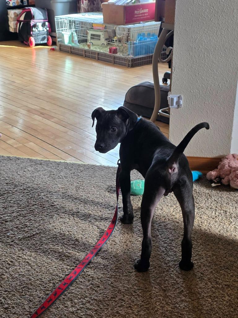 Enlarge Inkspot, a Adoptable mixed breed in Fond Du Lac, WI image 5/6