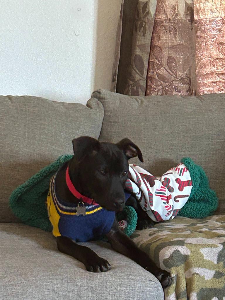 Enlarge Inkspot, a Adoptable mixed breed in Fond Du Lac, WI image 6/6