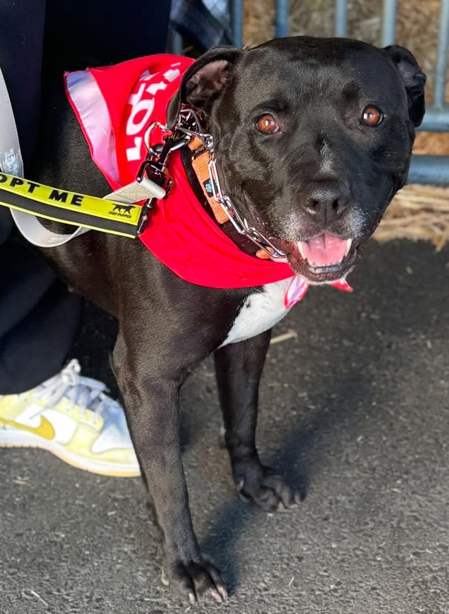 Enlarge Hardy, a Adoptable mixed breed in Beverly Hills, CA image 1/4