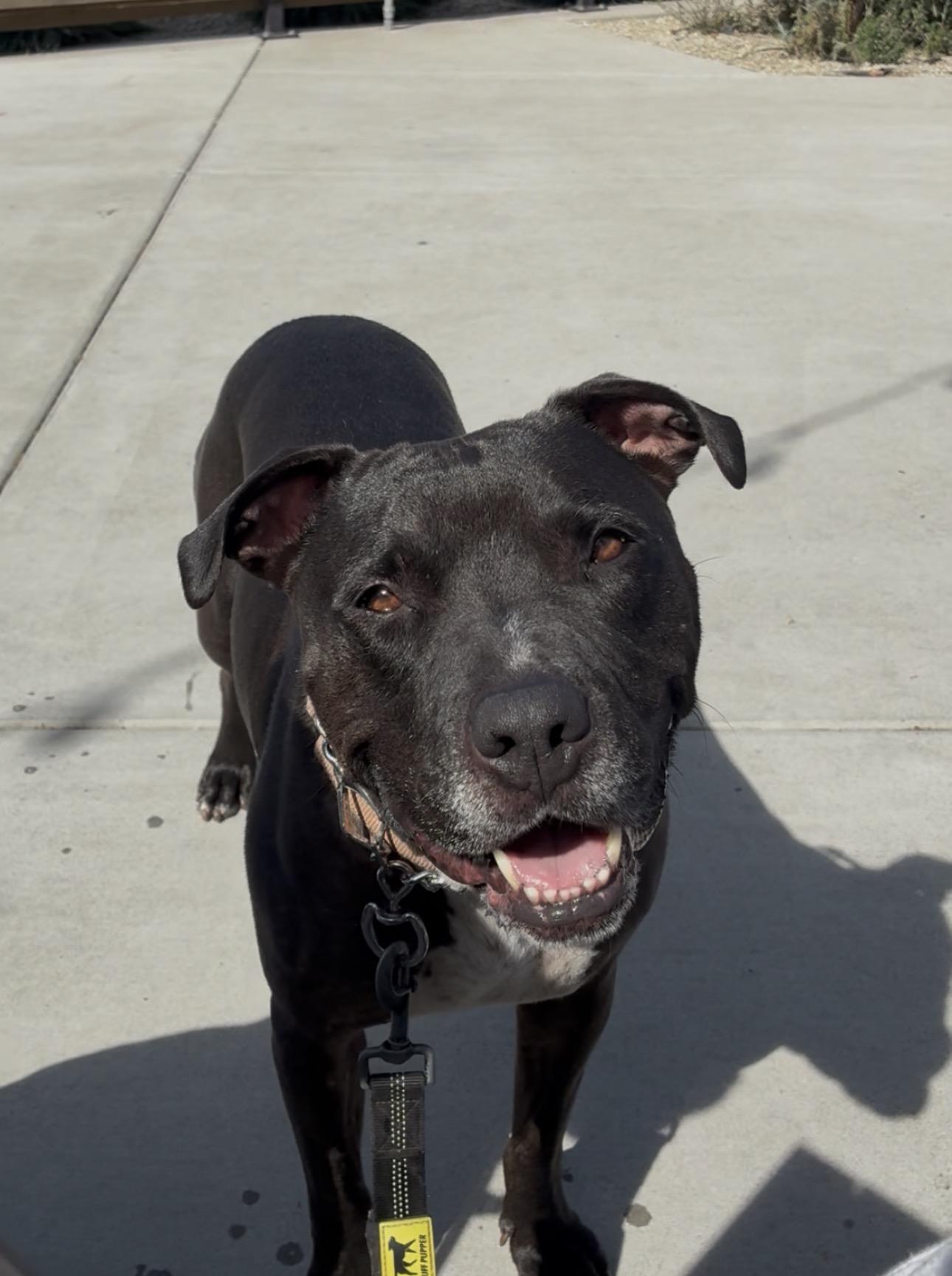 Hardy, a Adoptable mixed breed in Beverly Hills, CA image 2/4