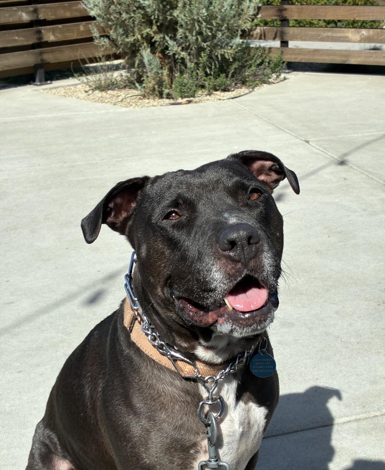 Hardy, Adoptable, Adult Male Pit Bull Terrier.