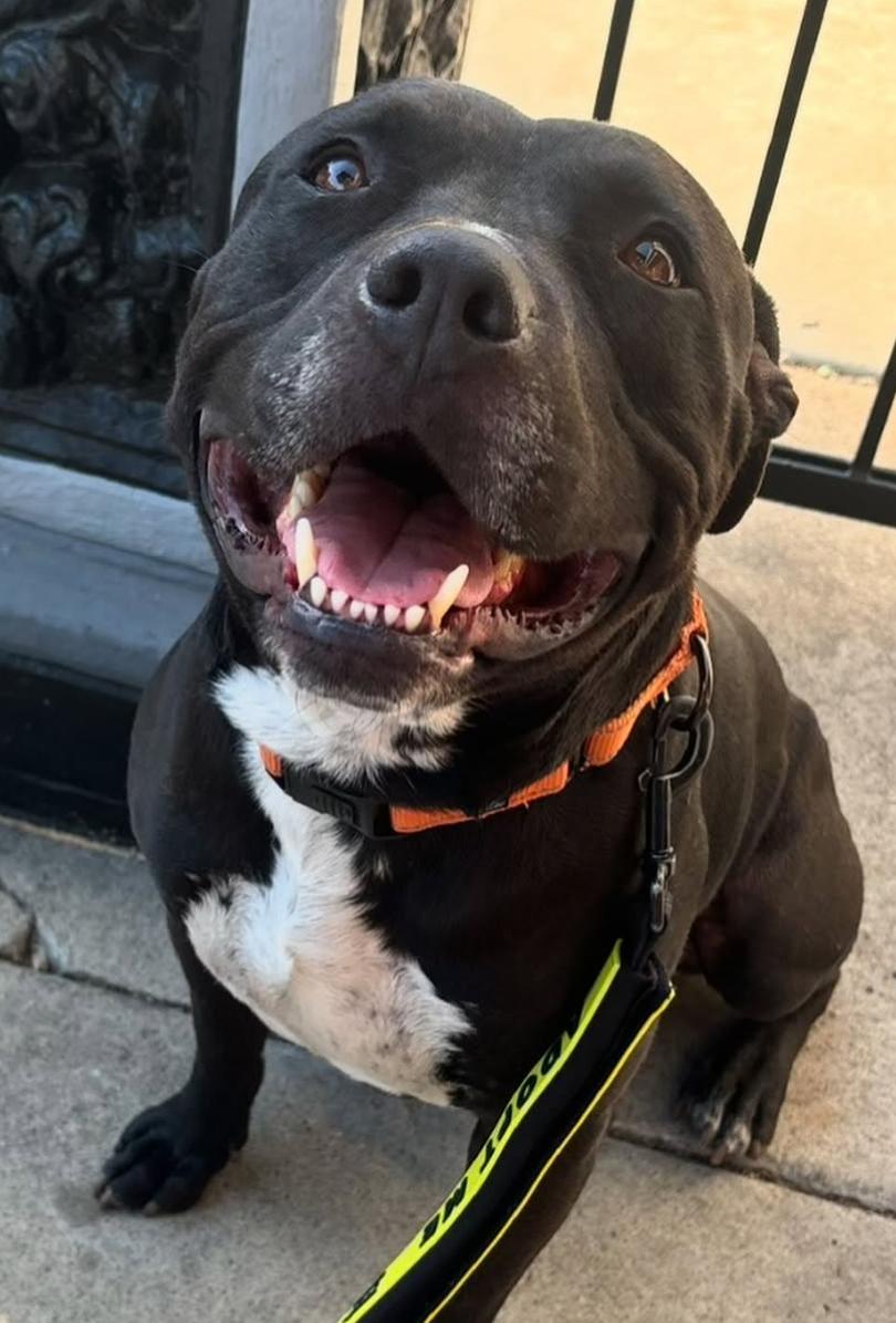 Enlarge Hardy, a Adoptable mixed breed in Beverly Hills, CA image 2/4