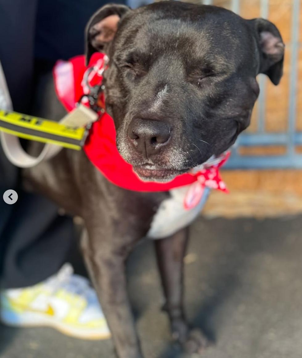 Enlarge Hardy, a Adoptable mixed breed in Beverly Hills, CA image 3/4