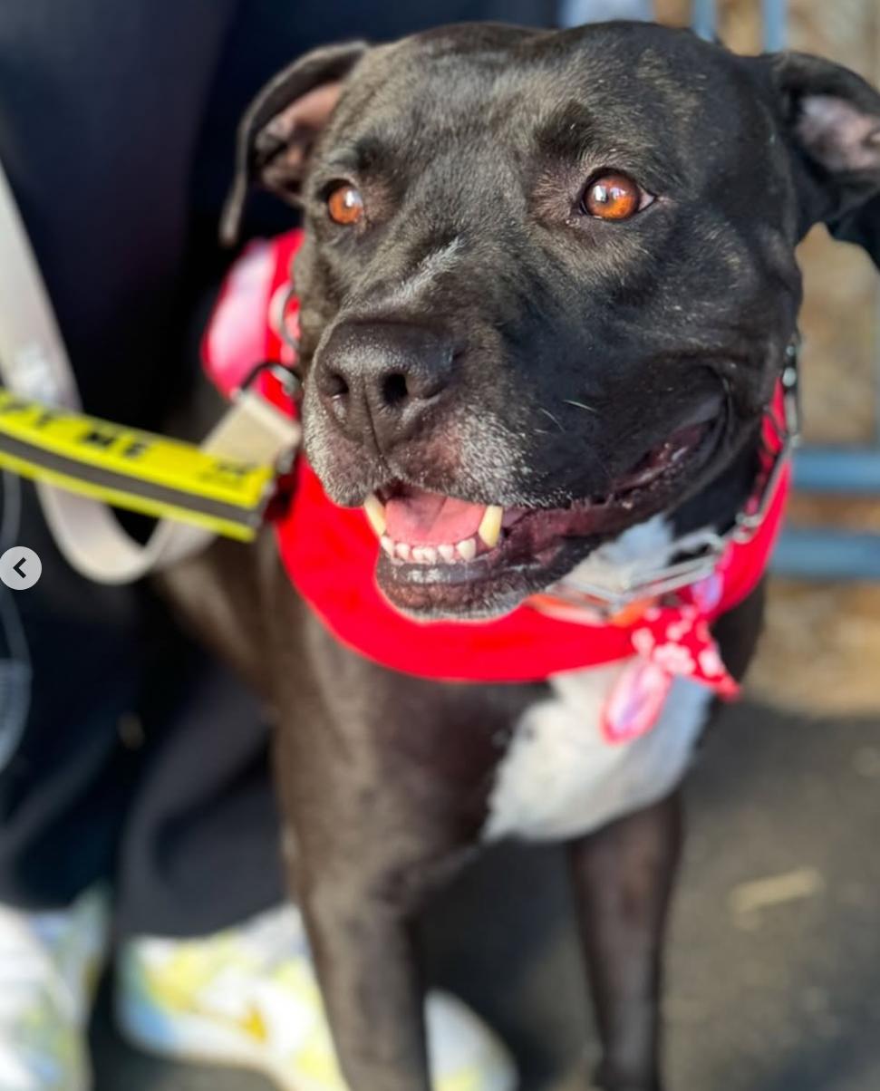 Enlarge Hardy, a Adoptable mixed breed in Beverly Hills, CA image 4/4