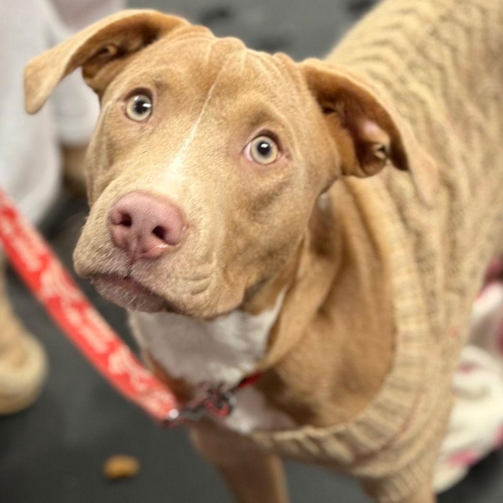 Roger, Adoptable, Puppy Male Terrier & Terrier.