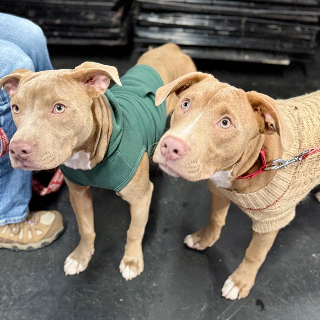 Enlarge Roger, a Adoptable mixed breed in Bloomfield, CT image 2/3