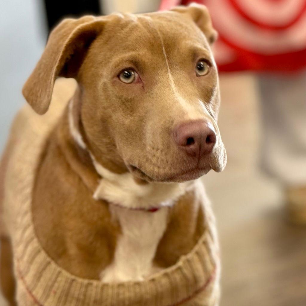 Enlarge Roger, a Adoptable mixed breed in Bloomfield, CT image 3/3