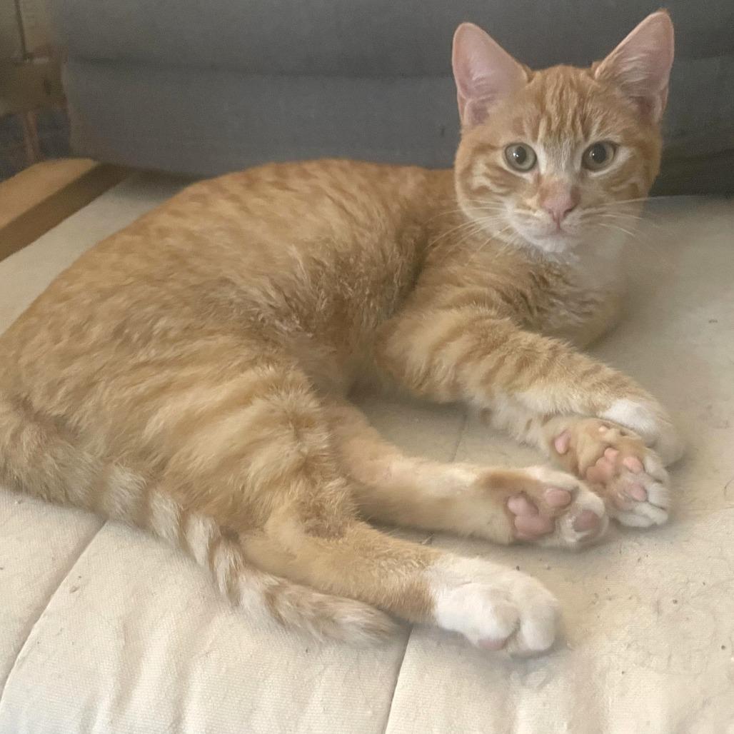 Doc Holiday — thumbnail 3