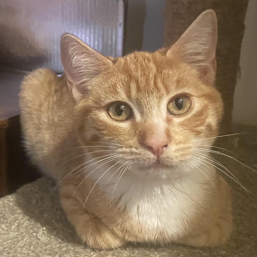 Doc Holiday — thumbnail 4