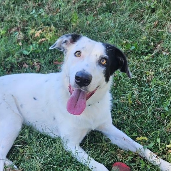 Enlarge Dawson, a Adoptable Cattle Dog in Redding, CA image 1/5