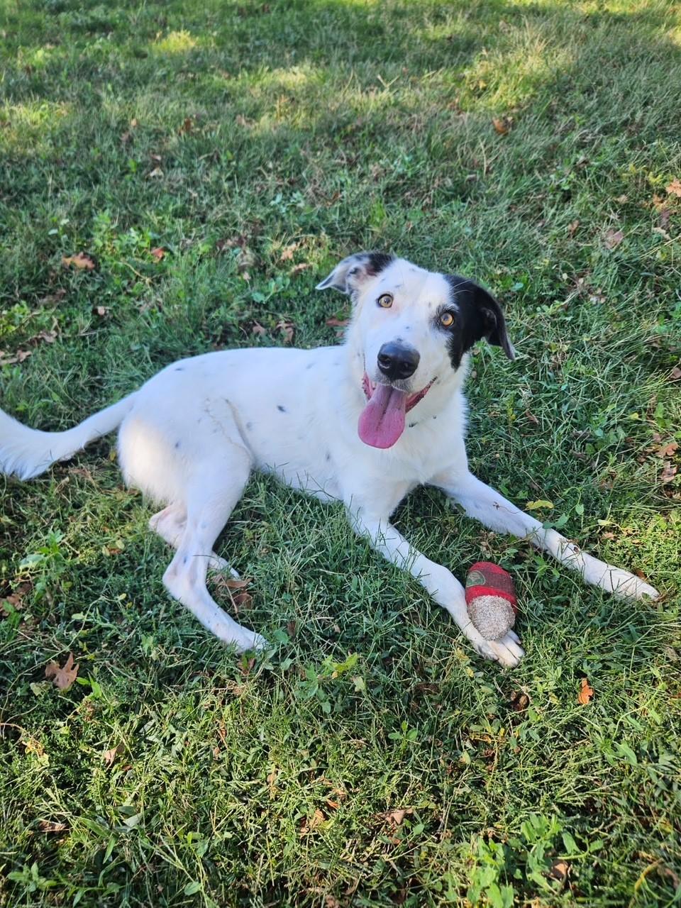 Enlarge Dawson, a Adoptable Cattle Dog in Redding, CA image 4/5