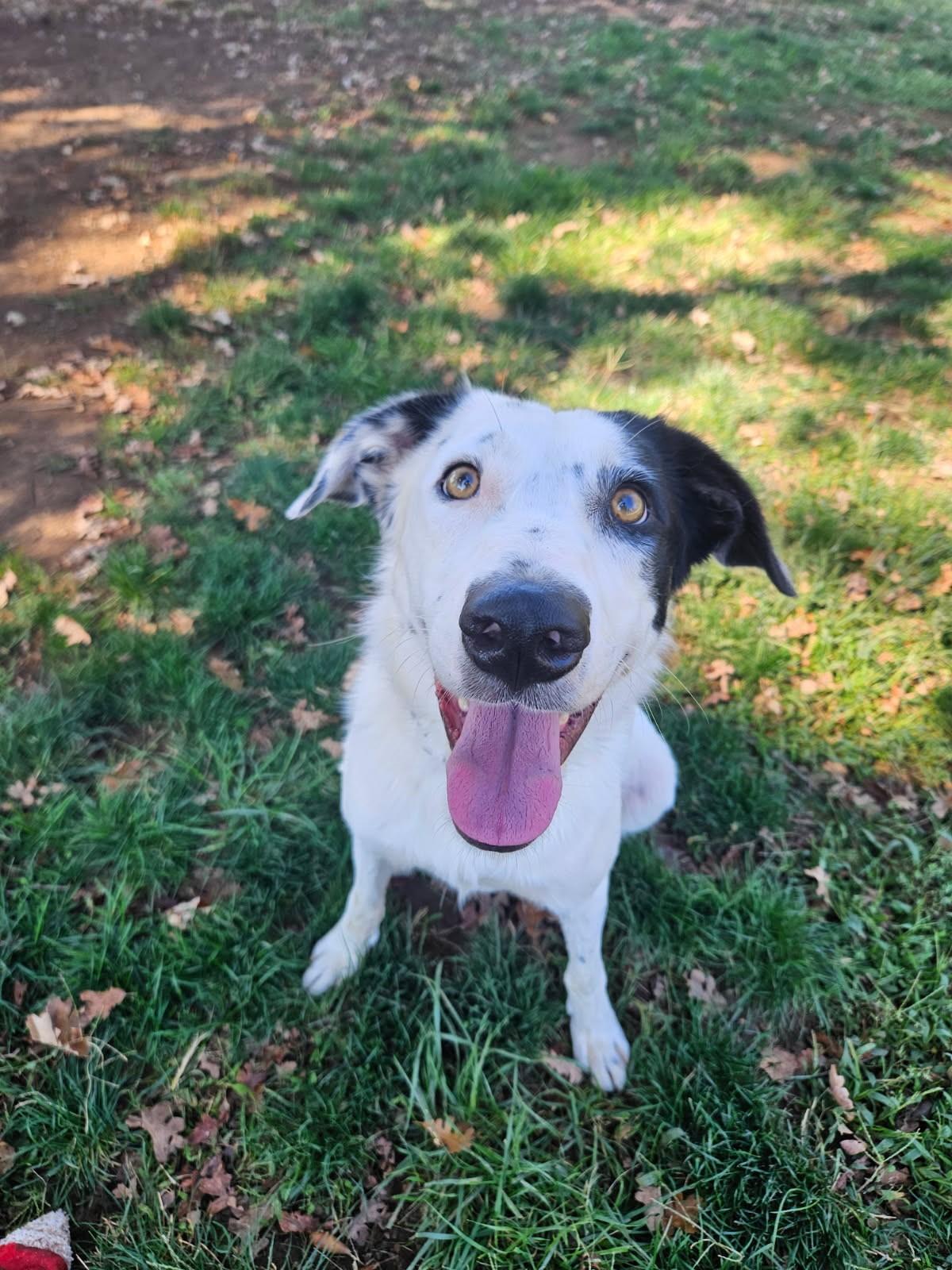 Enlarge Dawson, a Adoptable Cattle Dog in Redding, CA image 5/5