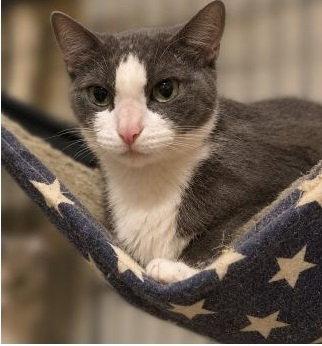 Becca, Adoptable, Adult Female Domestic Short Hair.