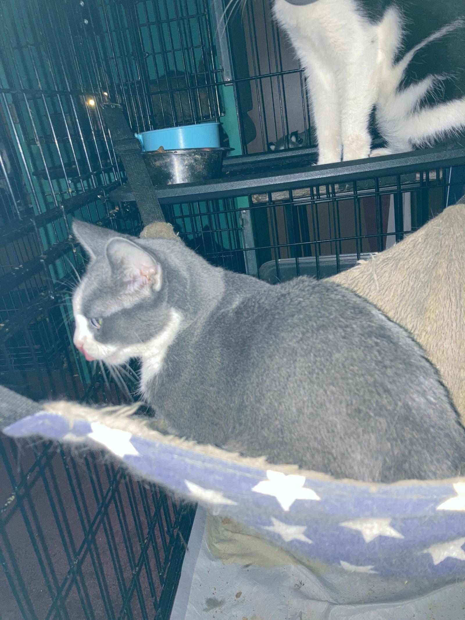 Enlarge Becca, a Adoptable Domestic Short Hair in Chatham, VA image 2/2