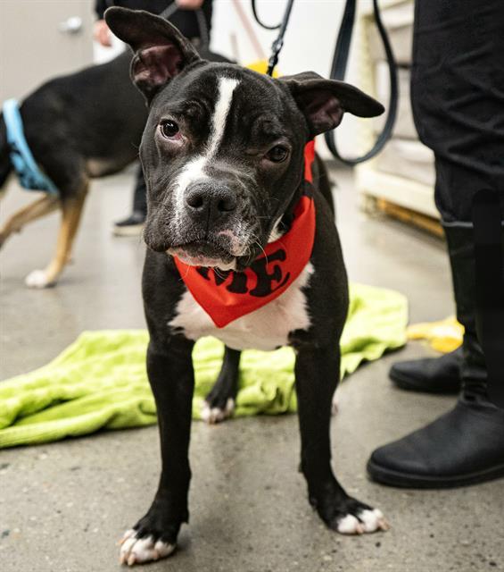 BELUGA, Adoptable, Young Female American Bulldog & Mixed Breed.