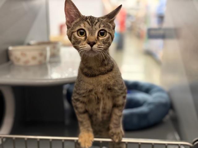 RC, a Adopted Torbie in Sacramento, CA image 2/6
