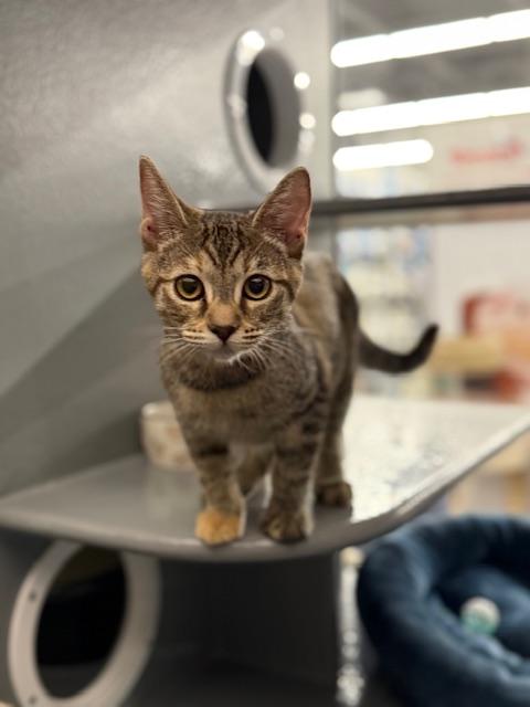 RC, a Adopted Torbie in Sacramento, CA image 3/6