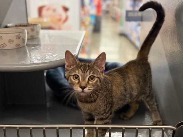 RC, Adopted, Kitten Female Torbie.