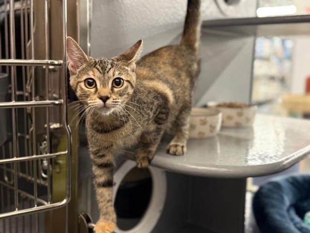 RC, a Adopted Torbie in Sacramento, CA image 4/6