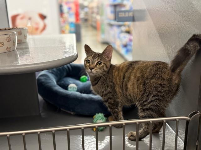 RC, a Adopted Torbie in Sacramento, CA image 5/6