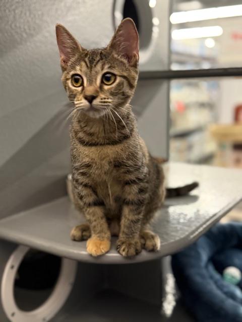 RC, a Adopted Torbie in Sacramento, CA image 6/6