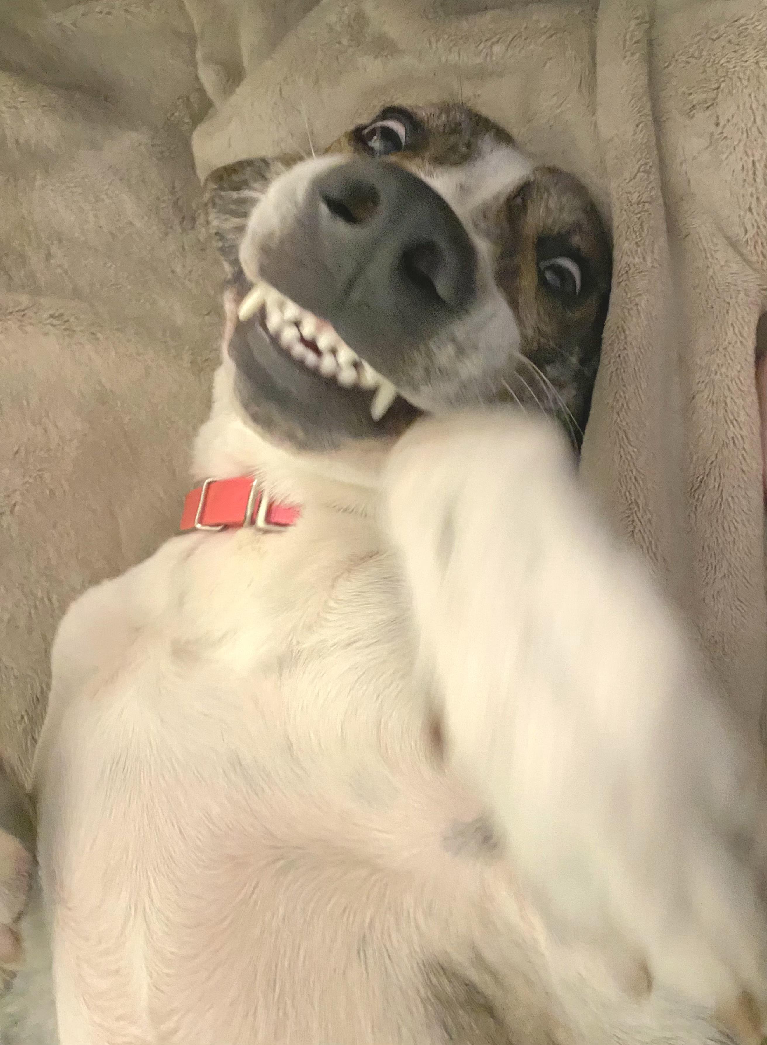 Enlarge Jack, a ADOPTABLE mixed breed in Pelzer, SC image 4/4