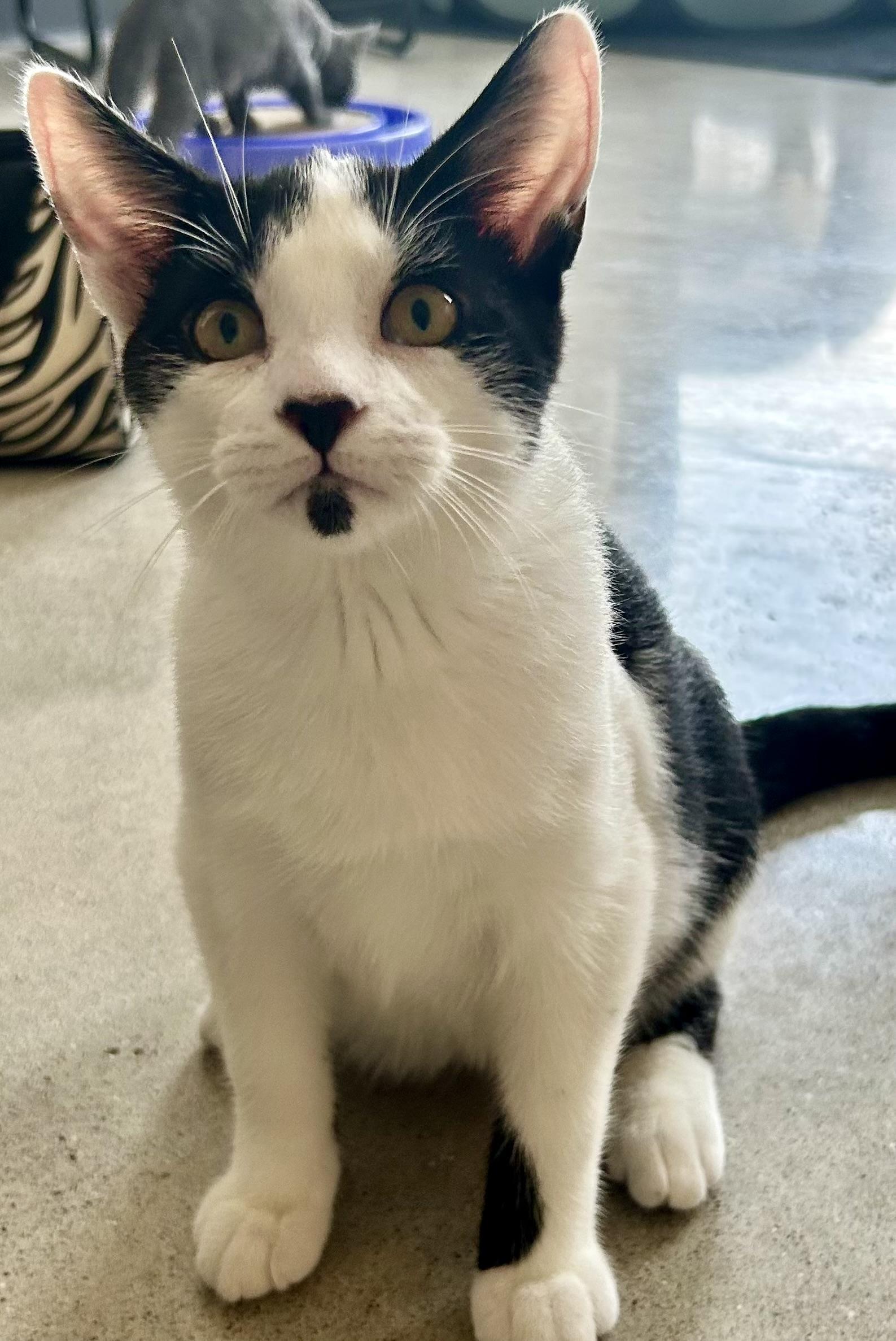 Colton, ADOPTABLE, Young Male Domestic Medium Hair.