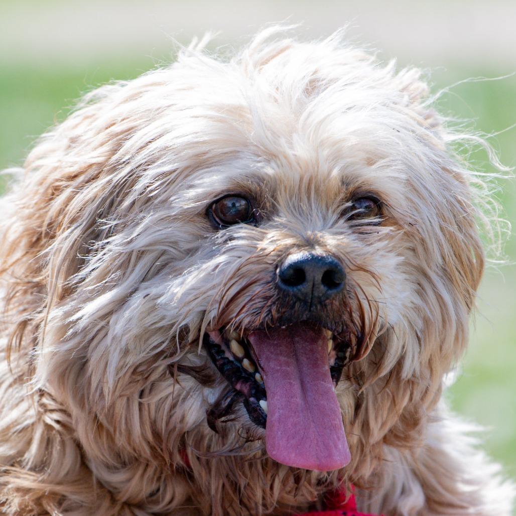 Enlarge Coco, a Adoptable mixed breed in Kennebunk, ME image 2/6