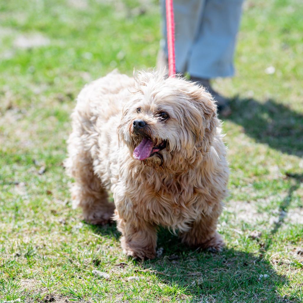 Enlarge Coco, a Adoptable mixed breed in Kennebunk, ME image 3/6