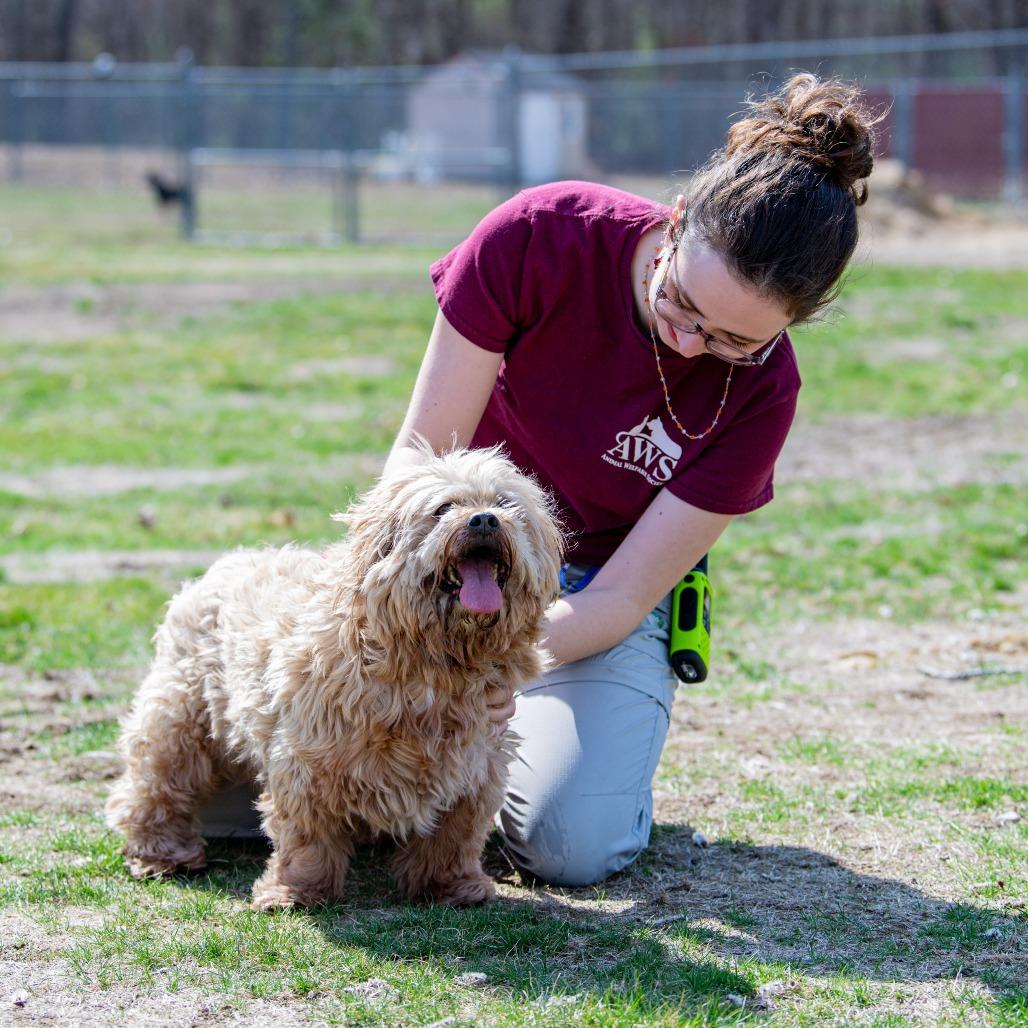 Enlarge Coco, a Adoptable mixed breed in Kennebunk, ME image 4/6