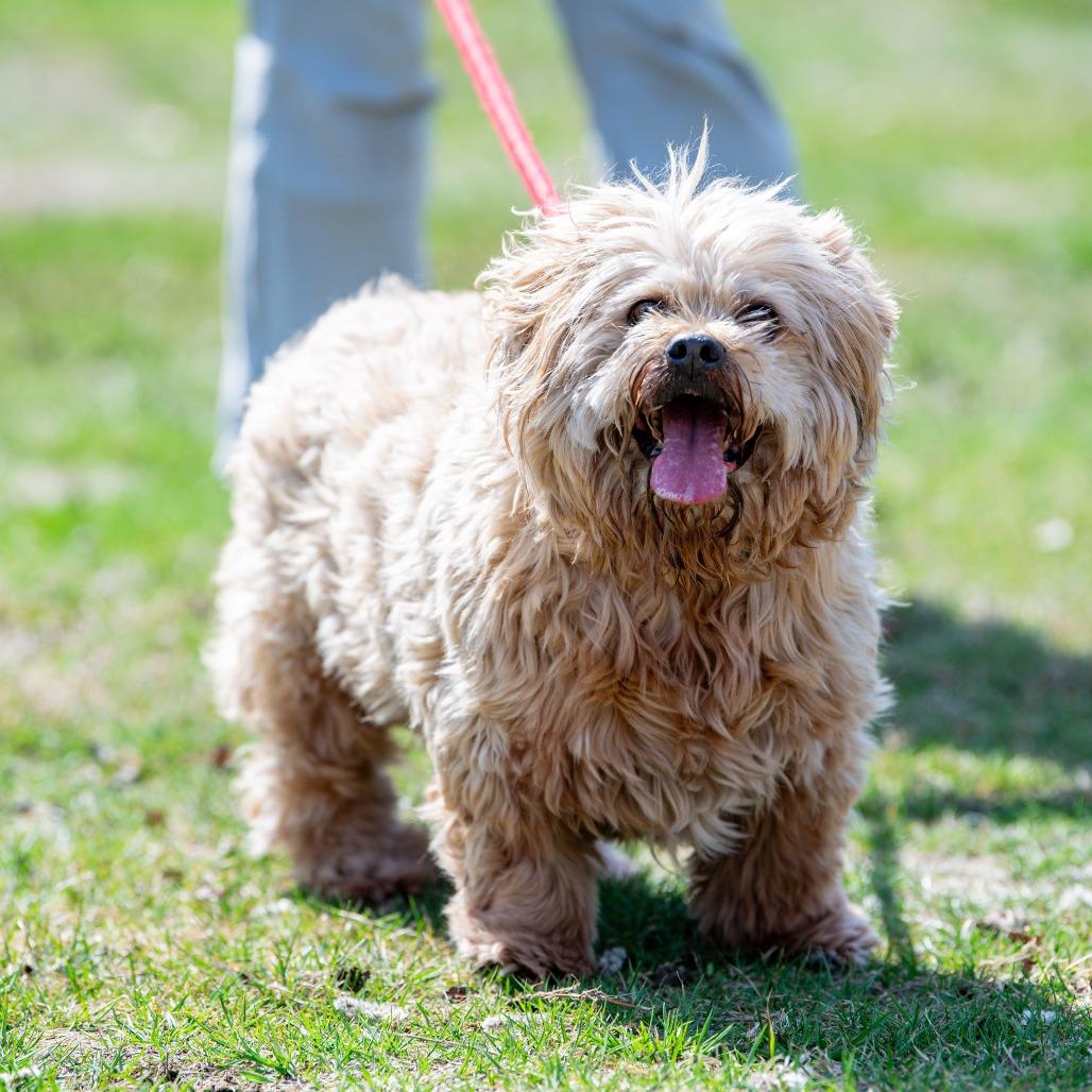 Enlarge Coco, a Adoptable mixed breed in Kennebunk, ME image 5/6
