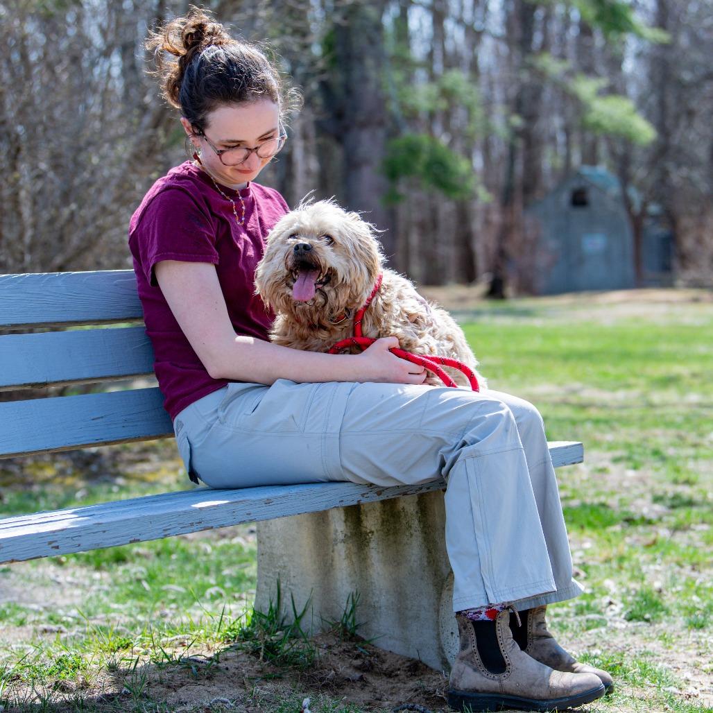 Enlarge Coco, a Adoptable mixed breed in Kennebunk, ME image 6/6