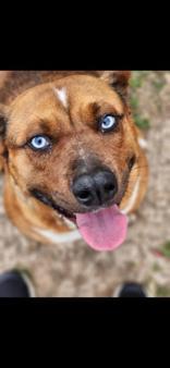 Enlarge Cherry, a Adoptable Mixed Breed in Winfield, KS image 1/1